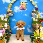 初めてご来店　トイプードル　タオくん　PV動画あり